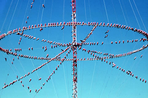 Galahs on a communications aerial - Australian birds