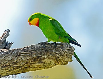 Superb Parrot - Australian Birds - photographs by Graeme Chapman