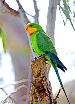 Superb Parrot - Australian Birds - photographs by Graeme Chapman